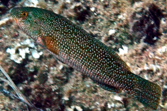 Labrus viridis_004